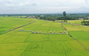 Rp2,5 Triliun Digelontorkan, Mualem Minta Sawah Aceh Segera Bangkit