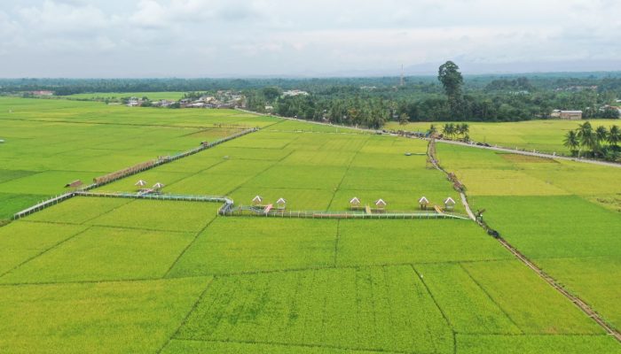 Mengantisipasi Susutnya Lahan Persawahan