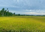 Luas Lahan Terus Menyusut, Aceh Utara Target 13 Ribu Ton Gabah