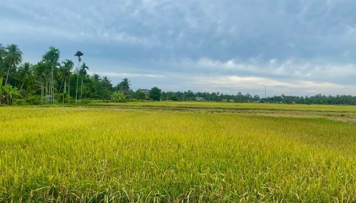 Luas Lahan Terus Menyusut, Aceh Utara Target 13 Ribu Ton Gabah