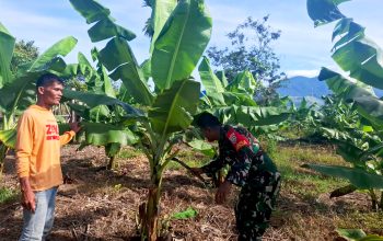 Babinsa Gampong Lambaro Tunong Dorong Ketahanan Pangan Lewat Pendampingan Perkebunan Warga
