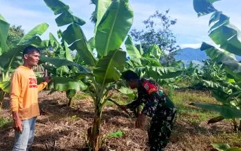 Babinsa Gampong Lambaro Tunong Dorong Ketahanan Pangan Lewat Pendampingan Perkebunan Warga