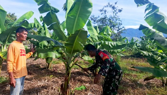Babinsa Gampong Lambaro Tunong Dorong Ketahanan Pangan Lewat Pendampingan Perkebunan Warga