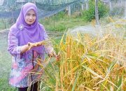 Target Produksi Gabah Tinggi di Tengah Penyusutan Lahan, Ini Solusi dari Akademisi Unimal