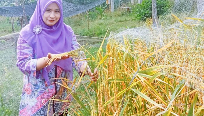 Target Produksi Gabah Tinggi di Tengah Penyusutan Lahan, Ini Solusi dari Akademisi Unimal