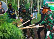 BNNK Lhokseumawe Musnahkan 3,2 Ladang Ganja di Aceh Utara