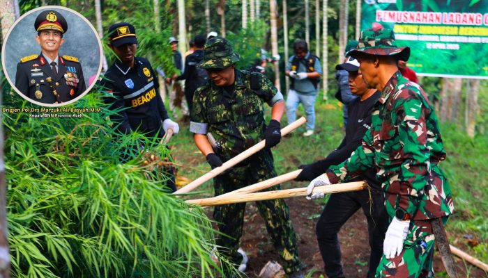 BNNK Lhokseumawe Musnahkan 3,2 Ladang Ganja di Aceh Utara