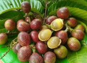 Lima Manfaat Buah Matoa, Nomor Tiga Berkhasiat bagi Wanita