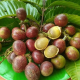 buah matoa