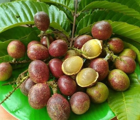 buah matoa