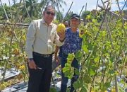 Garap Lahan Tidur, UIA Kampus Paya Lipah Panen Melon Golden