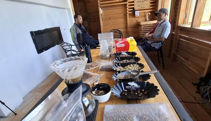 Kopi Gayo Siap Banjiri Pasar Jepang, Terima Orderan 15 Ton Setiap Tahun