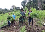Kodim dan BNNK Musnahkan Tiga Hektare Ladang Ganja di Gayo Lues