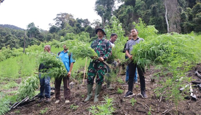 Kodim dan BNNK Musnahkan Tiga Hektare Ladang Ganja di Gayo Lues