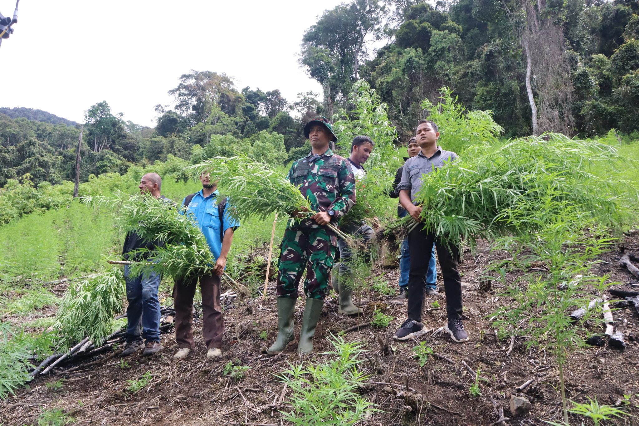 pemusnahan ladang ganja gayo lues