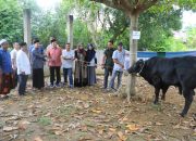 Wali Kota Lhokseumawe Serahkan Sapi Kurban Bantuan Presiden RI