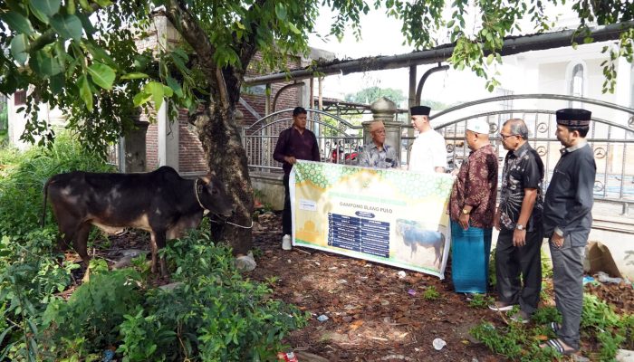 Unimal Bagikan Sapi Kurban untuk8 Gampong, 13 Ekor Disembelih di Kampus