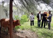 Wali Nanggroe Serahkan Dua Sapi Kurban