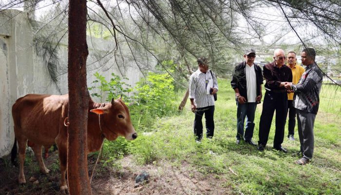 Wali Nanggroe Serahkan Dua Sapi Kurban
