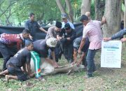 Rumah Amal USK Salurkan 880 Paket Daging Kurban