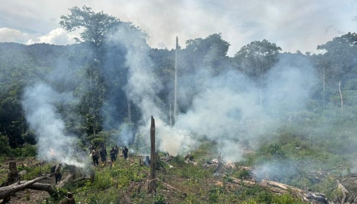 Bareskrim Polri Musnahkan 25 Hektar Ladang Ganja di Nagan Raya
