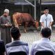 Kegiatan kurban Iduladha 1446 Hijriah