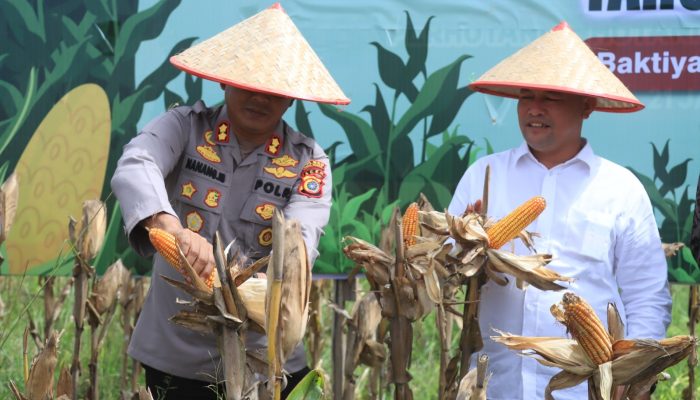 Polres Aceh Utara bersama Pemkab Panen Raya Jagung di Baktiya