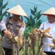 panen raya jagung aceh utara