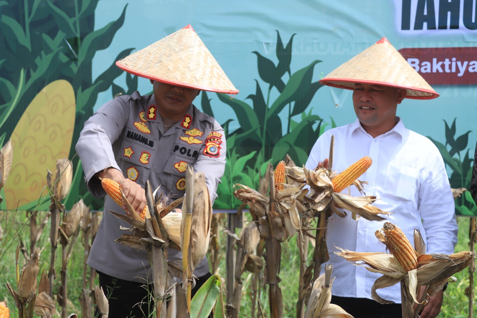 panen raya jagung aceh utara