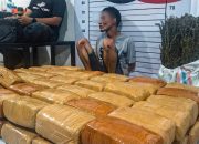 Polisi Bekuk Pengedar Ganja di Aceh Utara, Sita Puluhan Kilogram Barang Bukti