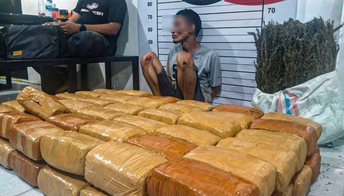 Polisi Bekuk Pengedar Ganja di Aceh Utara, Sita Puluhan Kilogram Barang Bukti