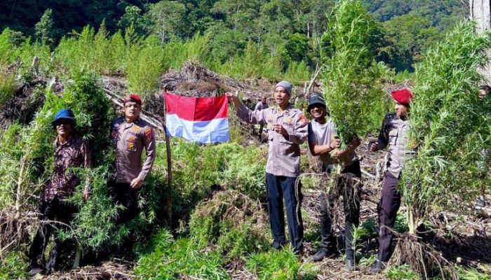 Polres Gayo Lues Musnahkan 25 Hektare Ladang Ganja