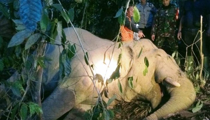 Seekor Gajah Ditemukan Mati di Peunaron Aceh Timur, Diduga Meminum Racun