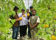 pengunjung memetik buah melon di agrowisata berbasis smart farming ala Jepang, Kecamatan Paya Bakong, Aceh Utara