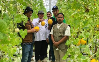 pengunjung memetik buah melon di agrowisata berbasis smart farming ala Jepang, Kecamatan Paya Bakong, Aceh Utara