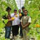 pengunjung memetik buah melon di agrowisata berbasis smart farming ala Jepang, Kecamatan Paya Bakong, Aceh Utara