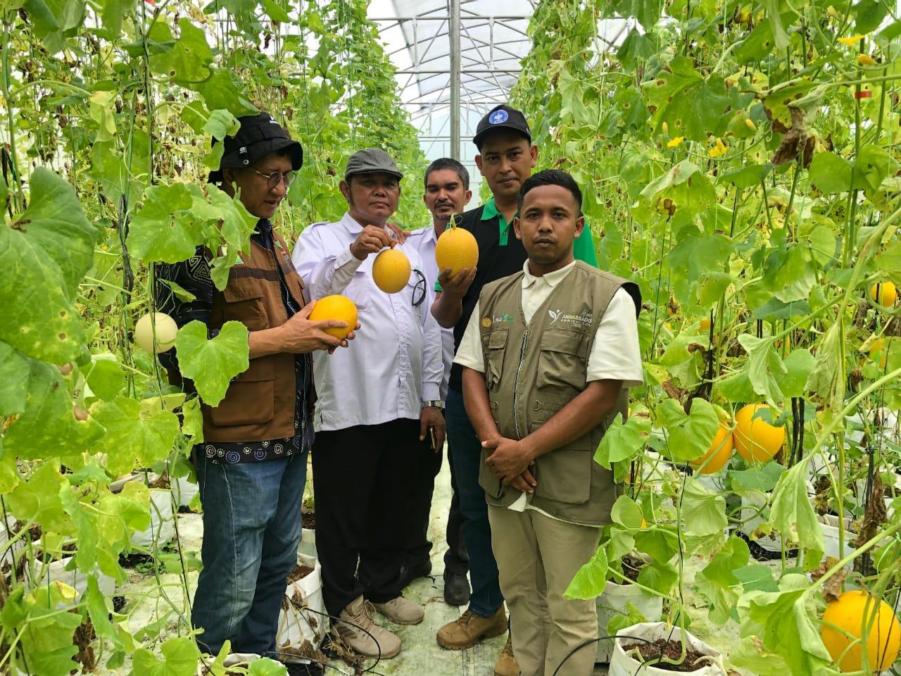 pengunjung memetik buah melon di agrowisata berbasis smart farming ala Jepang, Kecamatan Paya Bakong, Aceh Utara