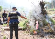 Tim gabungan melakukan pemusnahan pohon ganja cara dicabut dan dibakar langsung di lokasi, Aceh Besar
