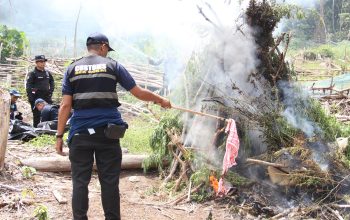 Tim gabungan melakukan pemusnahan pohon ganja cara dicabut dan dibakar langsung di lokasi, Aceh Besar