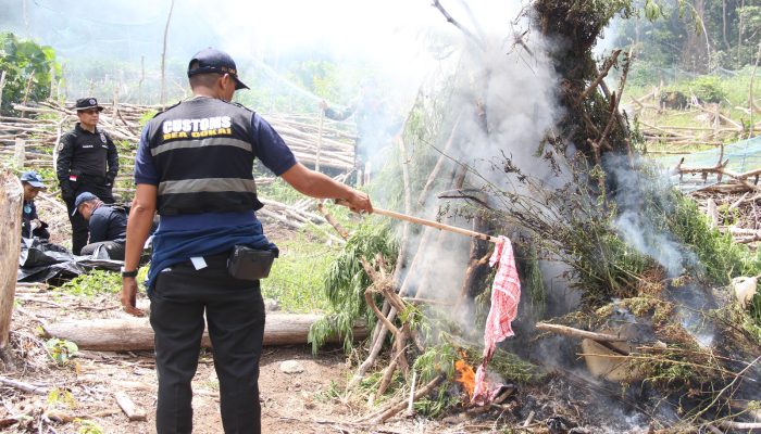 Tim Gabungan Musnahkan 2 Hektare Ladang Ganja di Aceh Besar