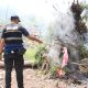 Tim Gabungan Musnahkan 2 Hektare Ladang Ganja di Aceh Besar