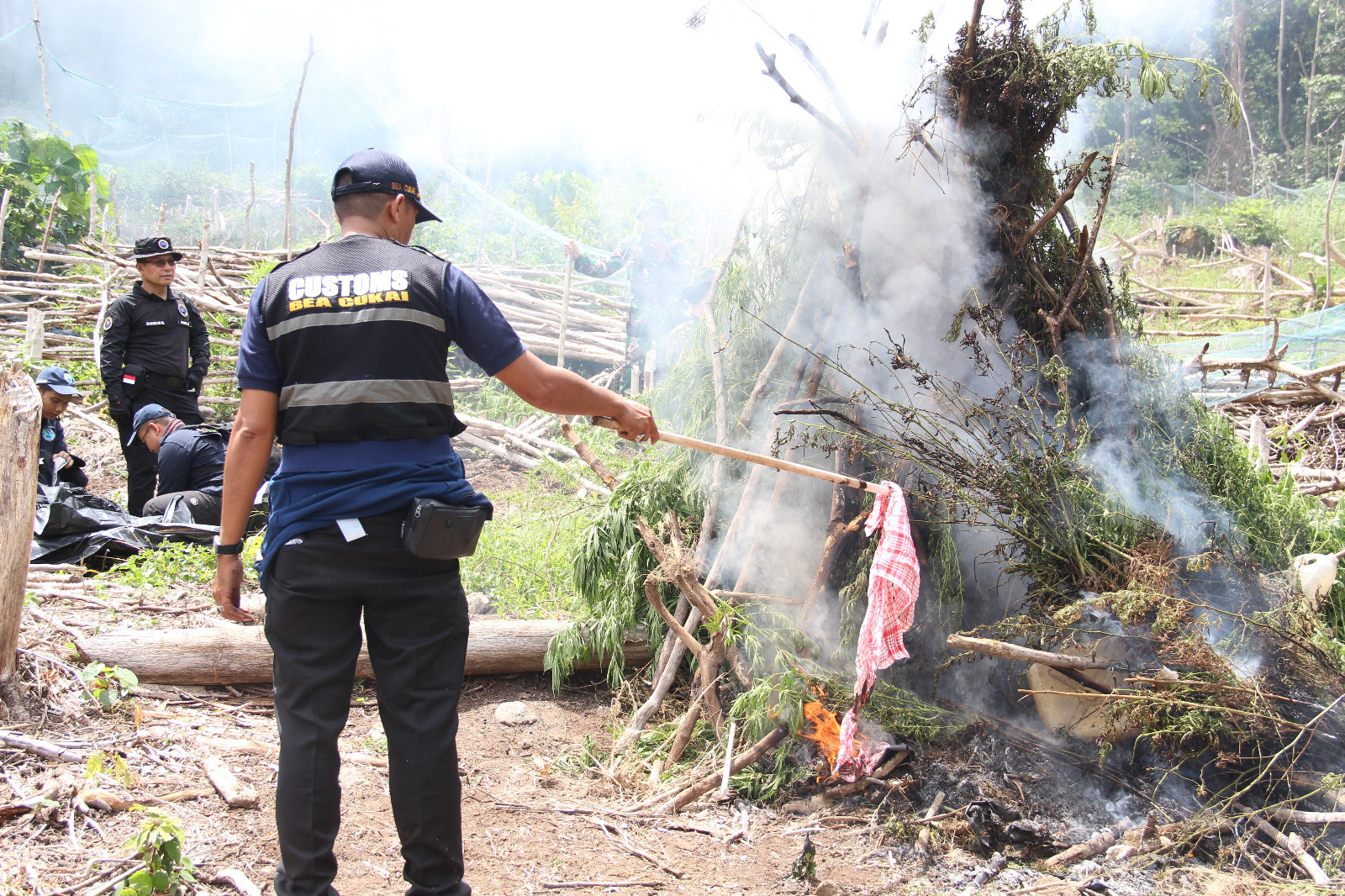 Tim gabungan melakukan pemusnahan pohon ganja cara dicabut dan dibakar langsung di lokasi, Aceh Besar
