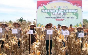 Polda Aceh Panen Raya Jagung Kuartal III, Kapolda Soroti Rendahnya Serapan Bulog