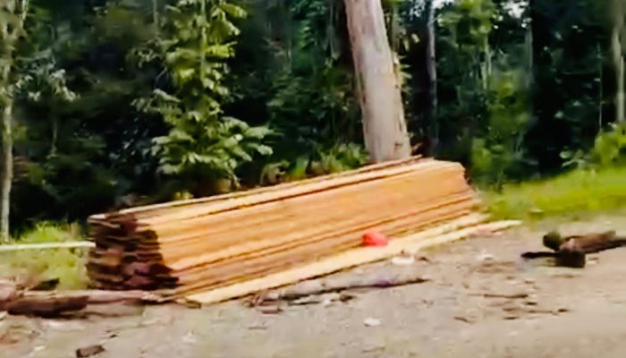 Siapa Bolongi Paru-paru Dunia?