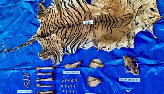 Polisi Tangkap Penjual Satwa Liar di Nagan Raya, Sita Kulit Harimau Sumatera