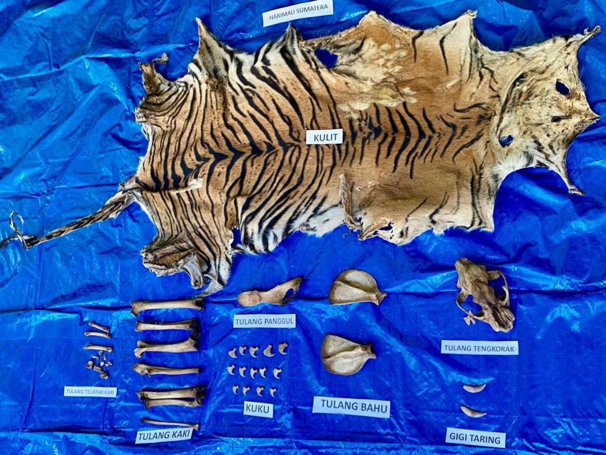 Barang bukti berupa kulit dan bagian tubuh Harimau Sumatera yang diamankan dari pengungkapan kasus tindak pidana perdagangan satwa liar
