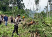 Personel Polres Bireuen saat memusnahkan ribuan batang ganja di ladang seluas dua hektare di Desa Alue Glumpang, Kecamatan Peusangan Siblah Krueng, Kamis (9/10)
