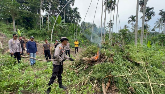 Polisi Bongkar Ladang Ganja Raksasa di Tengah Hutan Peusangan, Ribuan Batang Dimusnahkan