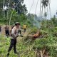 Polisi Bongkar Ladang Ganja Raksasa di Tengah Hutan Peusangan, Ribuan Batang Dimusnahkan