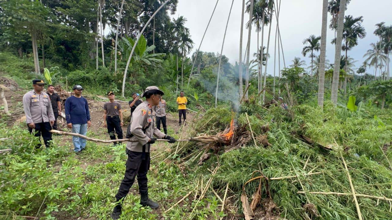 Personel Polres Bireuen saat memusnahkan ribuan batang ganja di ladang seluas dua hektare di Desa Alue Glumpang, Kecamatan Peusangan Siblah Krueng, Kamis (9/10)